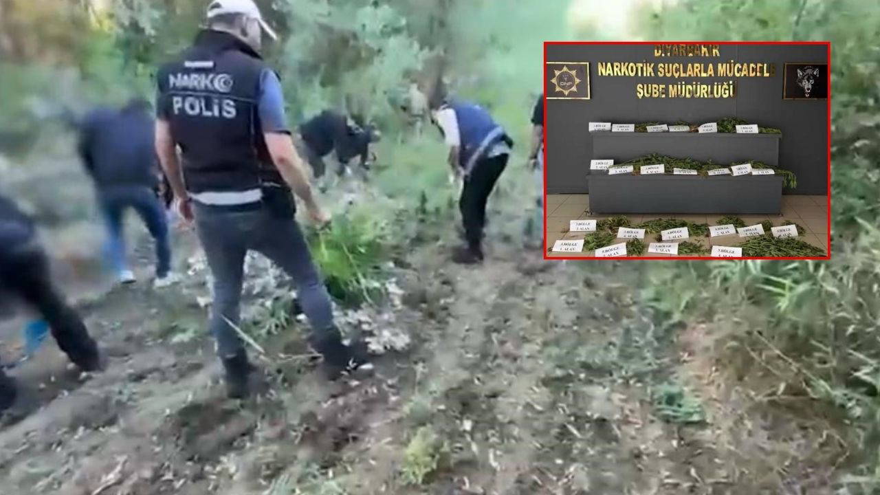 Hevsel Bahçeleri'nde rekor uyuşturucu operasyonu: 12 bin kök kenevir ele geçirildi