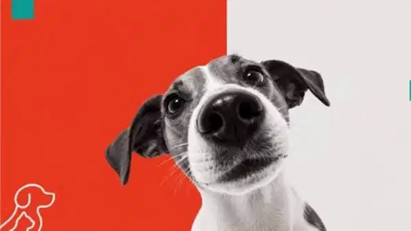 Hipaw, Evcil Hayvan Sahiplerine Dijital Çözüm Sunuyor