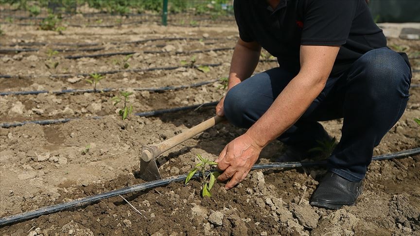 Hobi bahçeleri yasalaştı: TBMM'den yeni düzenleme geçti
