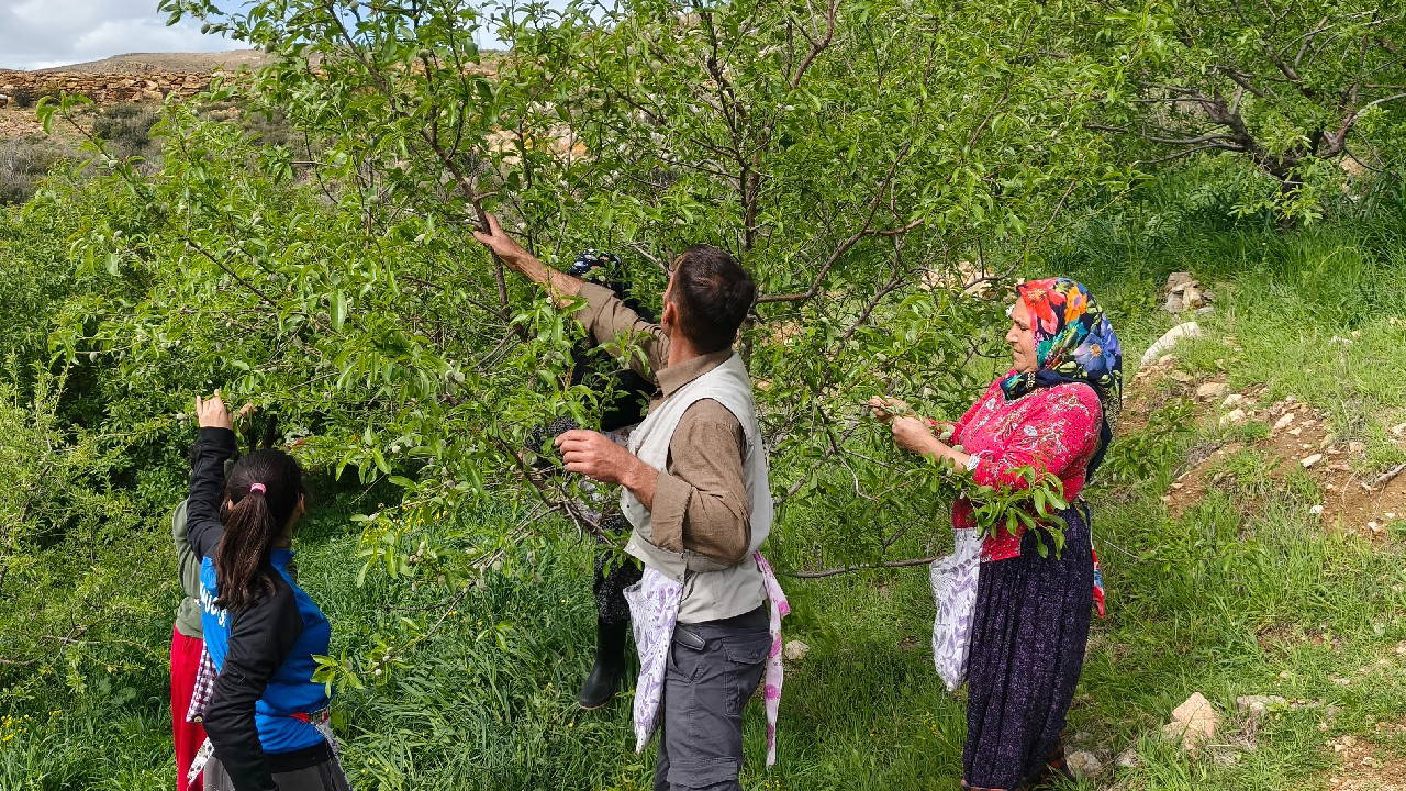 Hobi Olarak Başladı, 400 Dönümde 10 Ton Badem Bekliyor