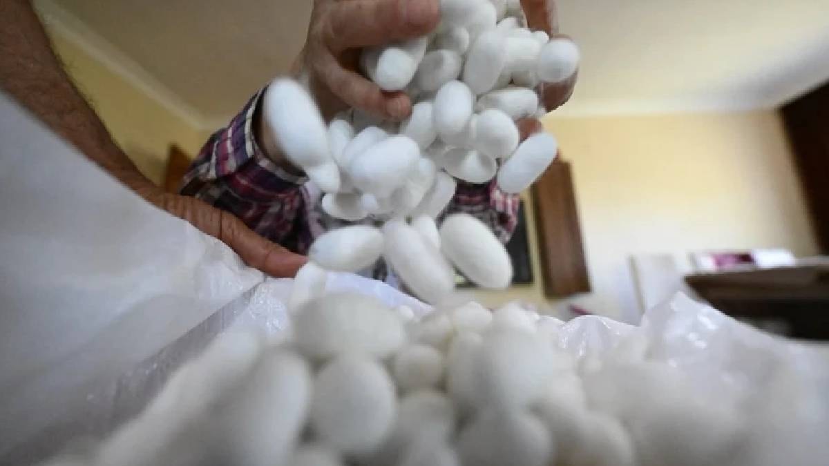 Hobiden servete: 40 günde bir yıllık maaş kazandıran ipek böceği