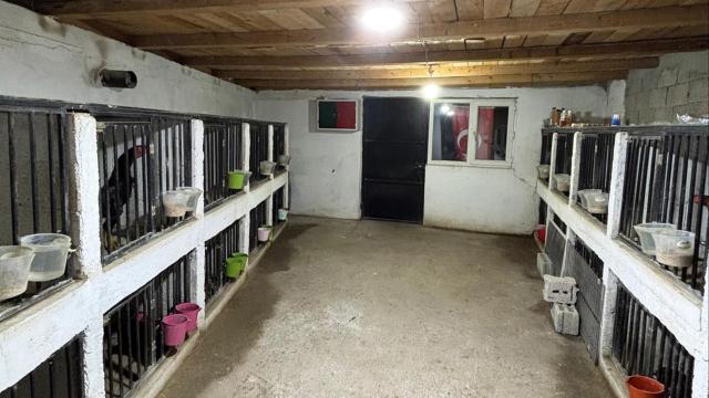 Horoz dövüşüne 508 bin TL ceza: 39 kişiye işlem