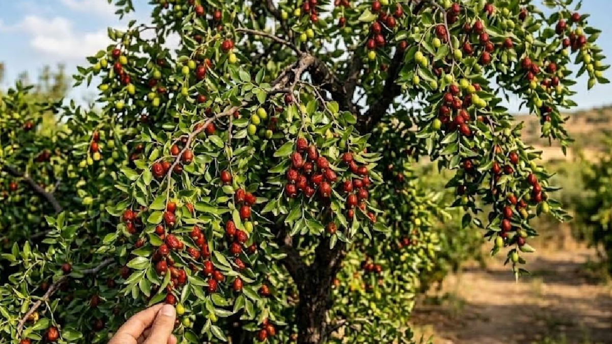Hünnap Tezgahlarda: Kilosu 300 Lirayı Gördü