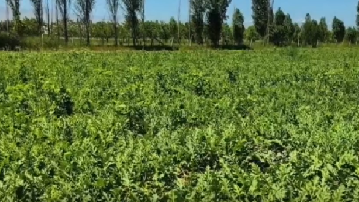 Iğdır'da sezonun ilk hasadı Oba Köyü'nde yapıldı