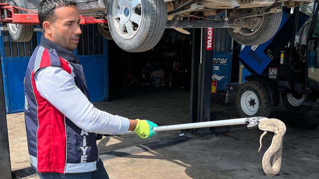 Iğdır'da otomobilin motorundan yılan çıktı