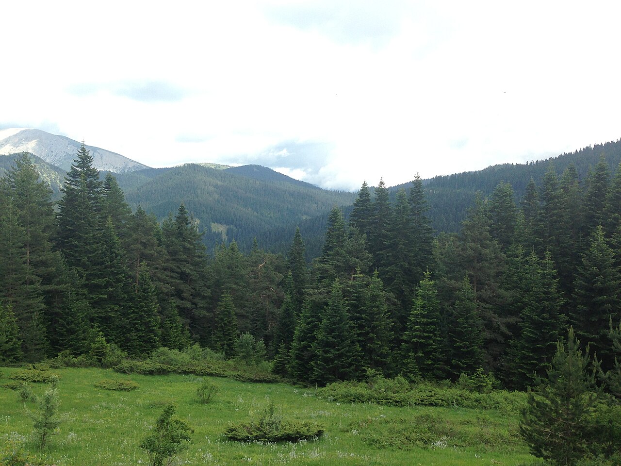 Ilgaz Dağı Kar Yağışıyla Beyaza Büründü