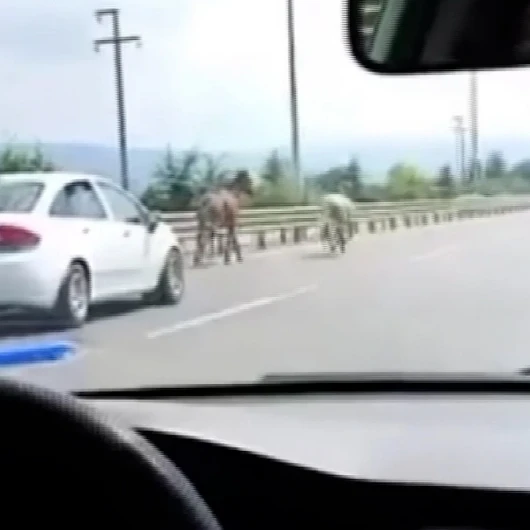 İnegöl'de Başıboş Atlar Karayolunda Trafiği Alt Üst Etti