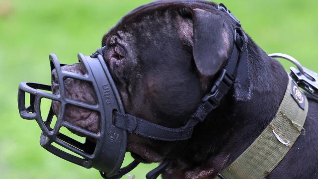 İngiltere'den 12 yaş altı çocuklar için tehlikeli köpek yasağı