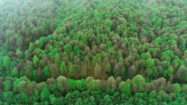 İngiltere'de Bir Kasaba Ağaçlara İnsan Hakları Tanıdı