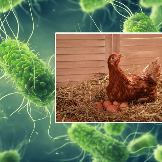 İngiltere'de Salmonella Salgını: 1 Ölüm, 207 Vaka