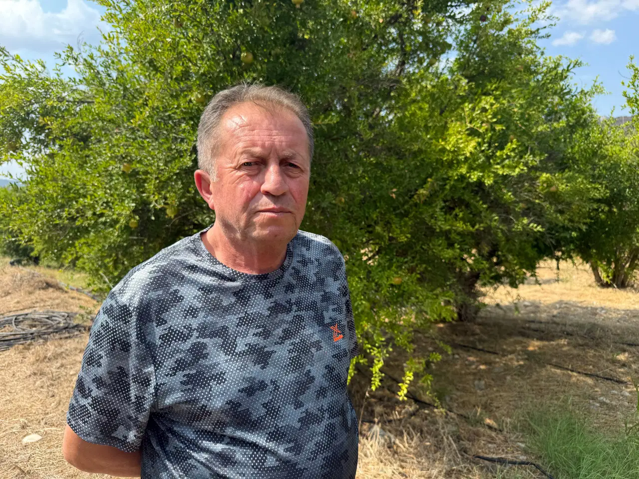 İnhisar'da Nar Hasadı: Rekolte Yarı Yarıya Düştü