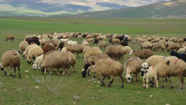 IPARD III 12. başvuru çağrısı 30 milyon euro bütçeyle yayımlandı