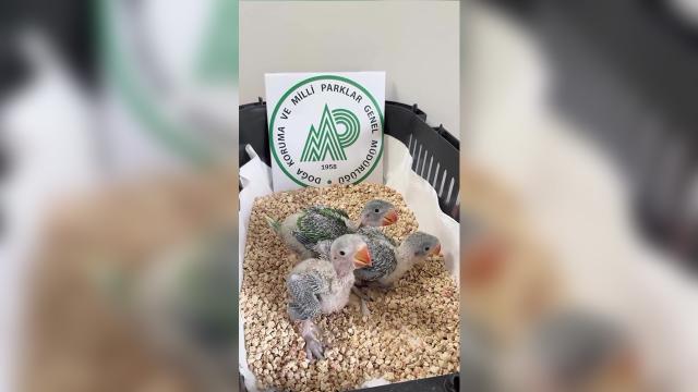 İskender Papağanı Yavruları Bursa'da Kurtarıldı