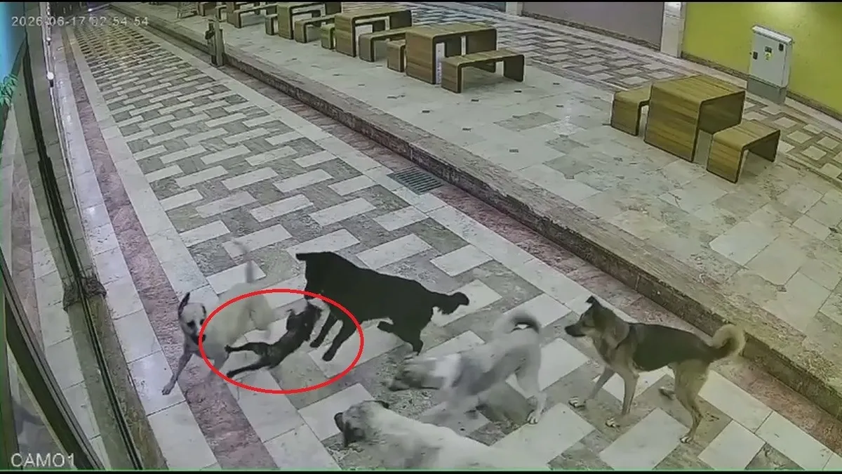 İskenderun'da esnafın beslediği kedi başıboş köpeklerce parçalandı