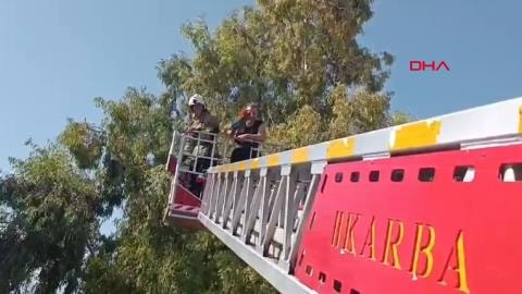 İskenderun'da kaçak papağan için itfaiye seferber oldu