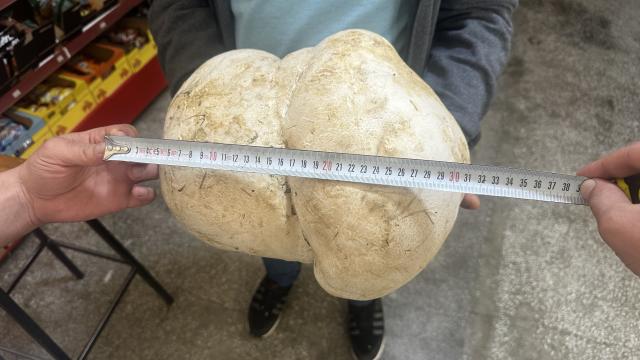 Isparta'da bahçede 3,5 kiloluk dev mantar bulundu