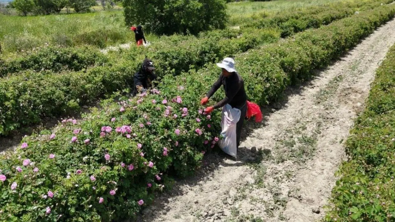 Isparta'nın pembe hazinesi: 4 ton gülden 1 kilo yağ, fiyatı 645 bin TL