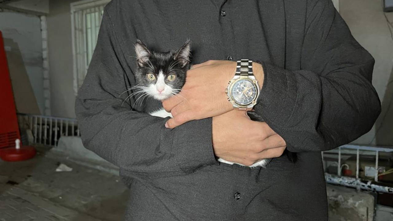 İstanbul'da 7. kattan düşen kedi şemsiyeyle kurtarıldı o anlar kamerada