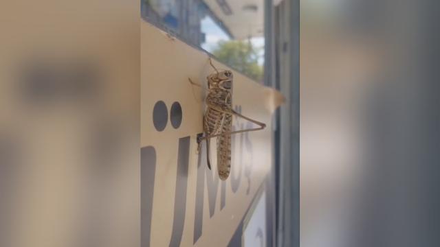 İstanbul'daki çekirge yoğunluğu mevsimsel: Uzmanlar endişeye gerek olmadığını söylüyor