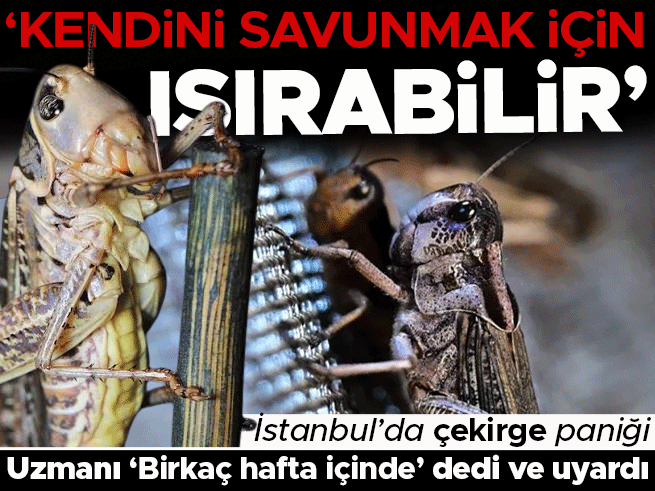 İstanbul'da dev çekirge paniği: Uzmanı 'ısırabilir' uyarısı yaptı