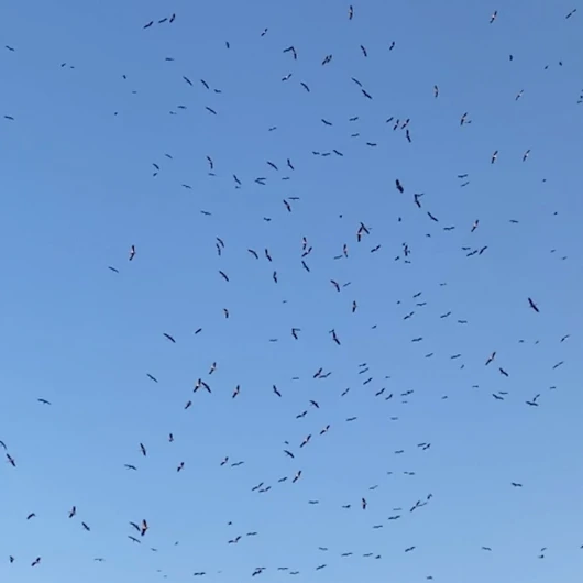 İstanbul Gökyüzünde Leyleklerin Nefes Kesen Göçü