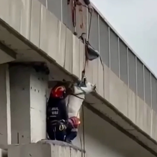 İstanbul'da Viyadükte Mahsur Kalan Keçi İtfaiye Operasyonuyla Kurtarıldı