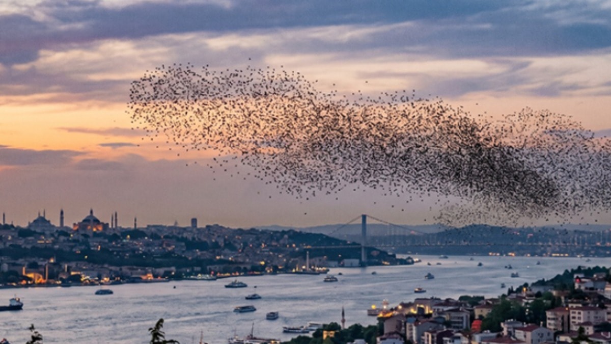 İstanbul'a sürüler halinde gelen çekirge tehdidi: Uzmanlar uyarıyor