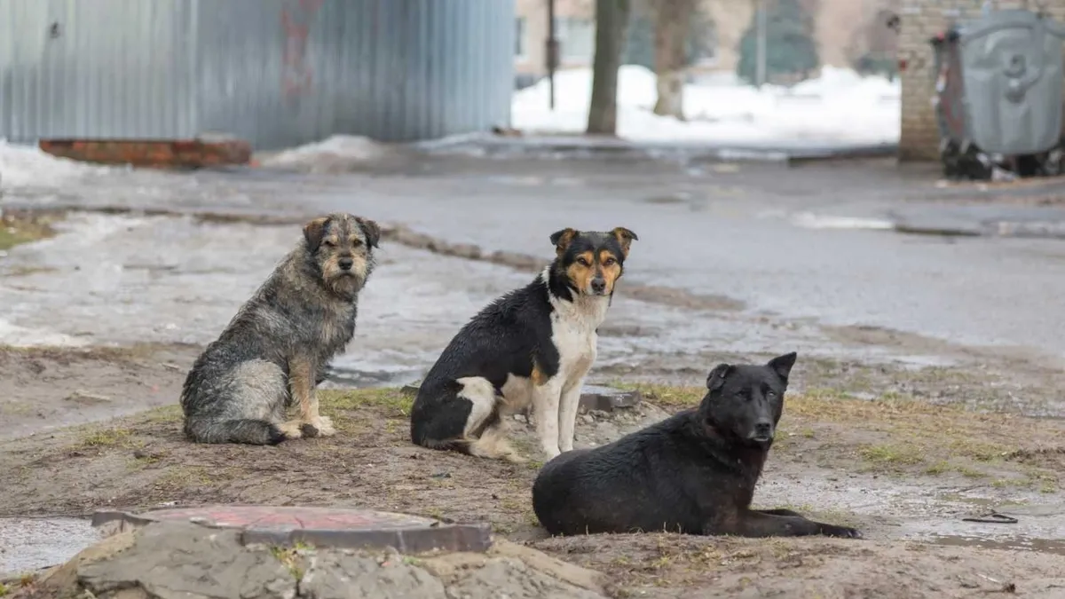 İstanbul'da başıboş köpek sorunu 2-3 aya bitecek: Yüzde 65'i toplandı