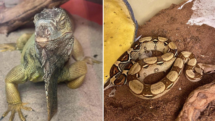 İstanbul'da egzotik hayvan operasyonu: Evde tarantula, yılan, akrep ve iguana bulundu