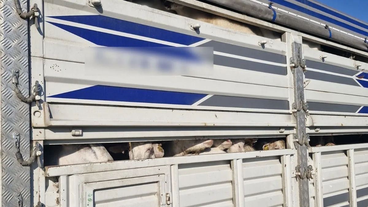 İstanbul'da kaçak kurbanlık operasyonu: 126 hayvan el konuldu, sürücülere 626 bin TL ceza
