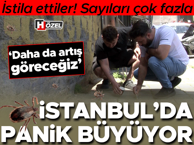 İstanbul'da kene paniği: Uzmanlar artışın devam edeceğini söylüyor