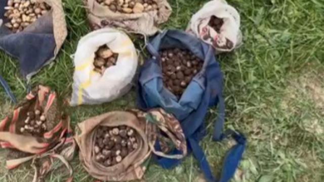 İzinsiz salep orkidesi toplayan 10 kişiye 7 milyon lira ceza