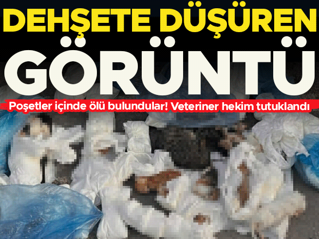 İzmir'de 33 kedinin ölümüyle ilgili veteriner tutuklandı