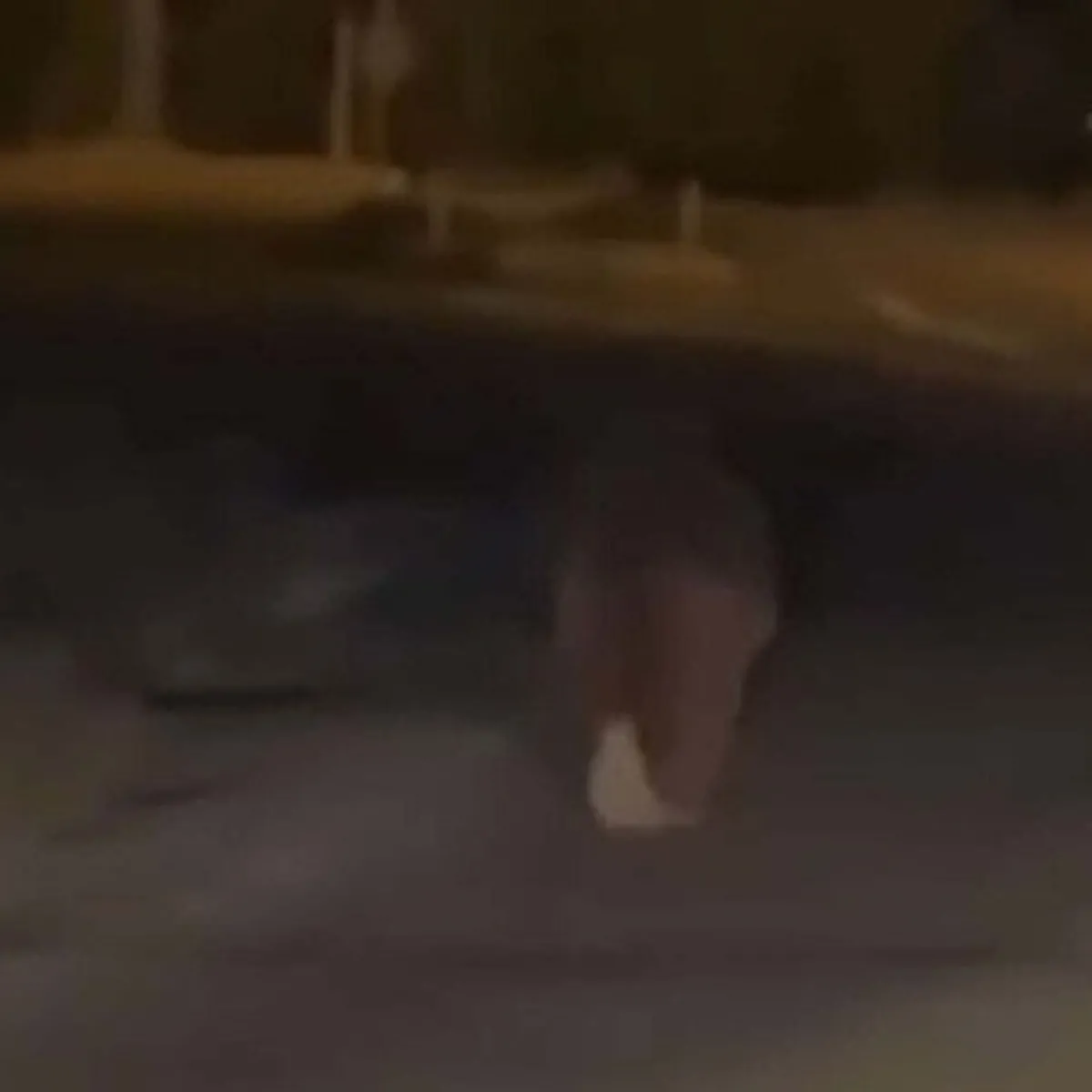 İzmir'de ayı saldırısı: Balkonda uyurken 20 metre sürüklendi