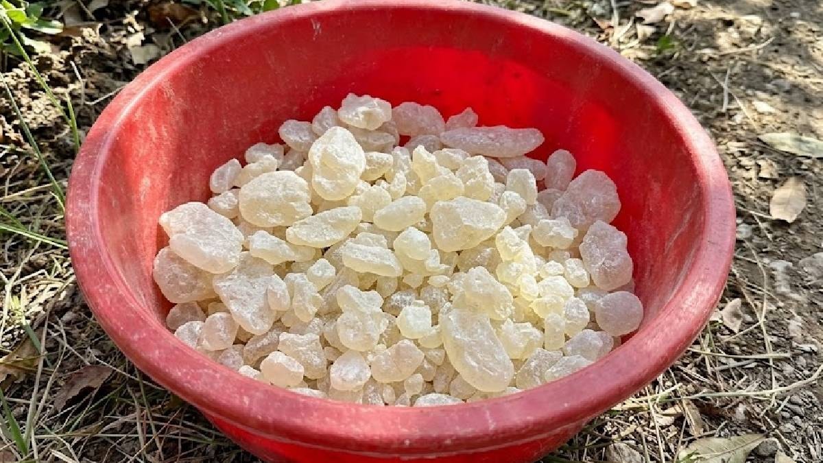 İzmir Çeşme'de damla sakızı rekor fiyatla sezonu açtı