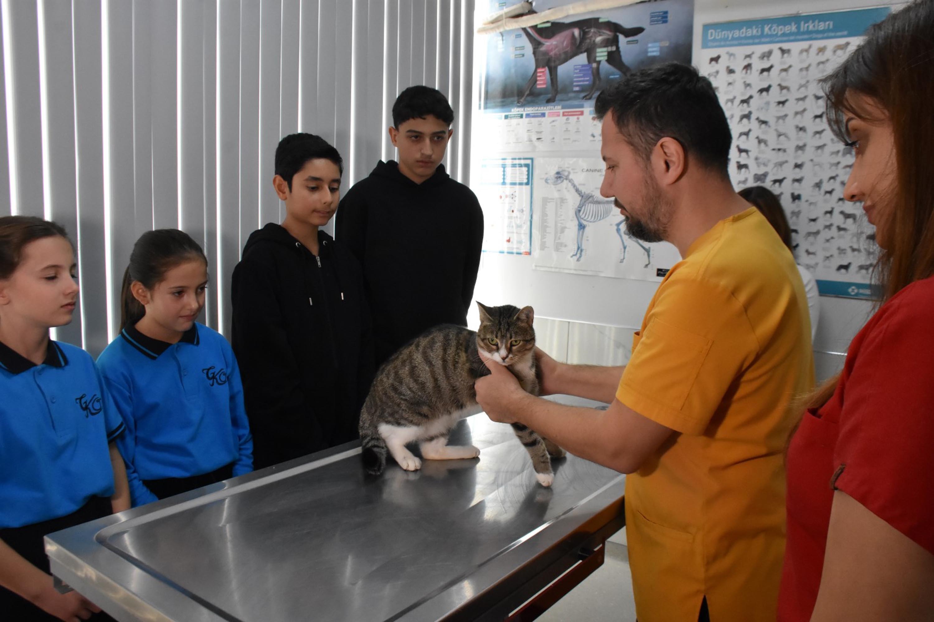 İzmir'de öğrenciler harçlıklarıyla yaralı kedi Kurabiye'yi kurtardı