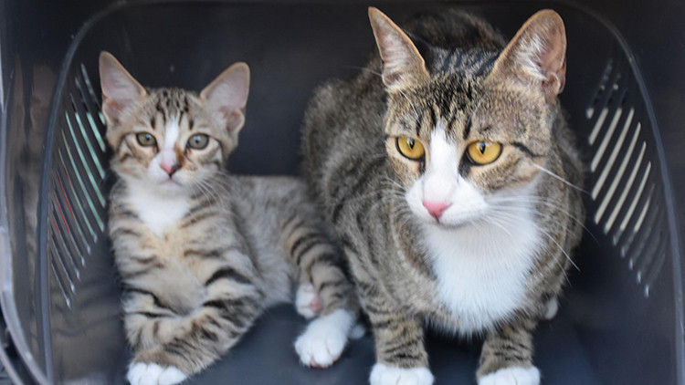 İzmir'de erkek sanılan kedi Cengo doğum yapınca çift cinsiyetli olduğu ortaya çıktı