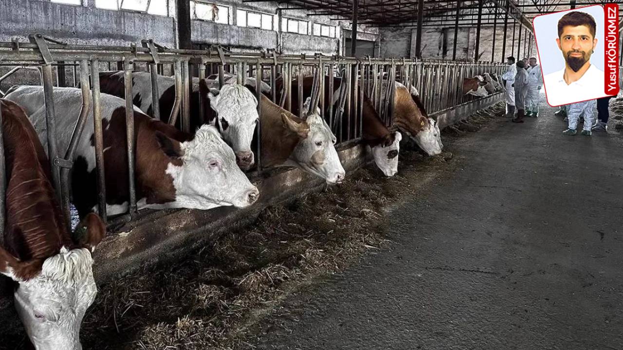 İzmir'de Hayvan Pazarında Şap Alarmı: Hareketler Durdurulmalı