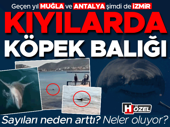 Köpek balıkları Ege'de görülmeye devam ediyor: İzmir kıyılarında şaşkınlık