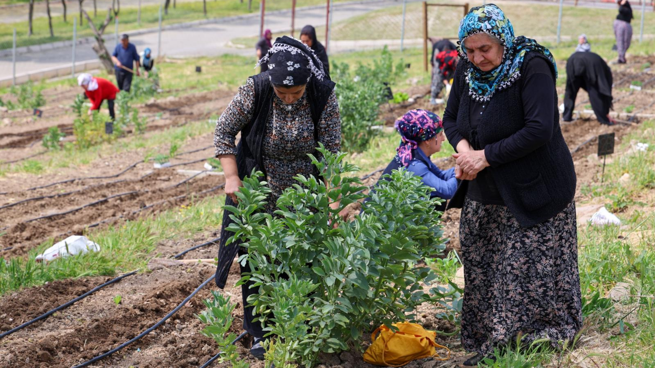 İzmir'de Mahalle Bostanları'nda Yaz Hasadı Başladı