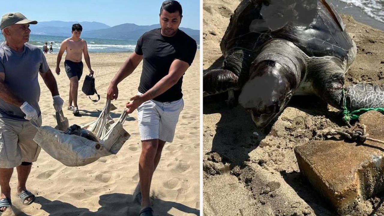 İzmir'de yüzgecine parke taşı bağlanan deniz kaplumbağası ölü bulundu