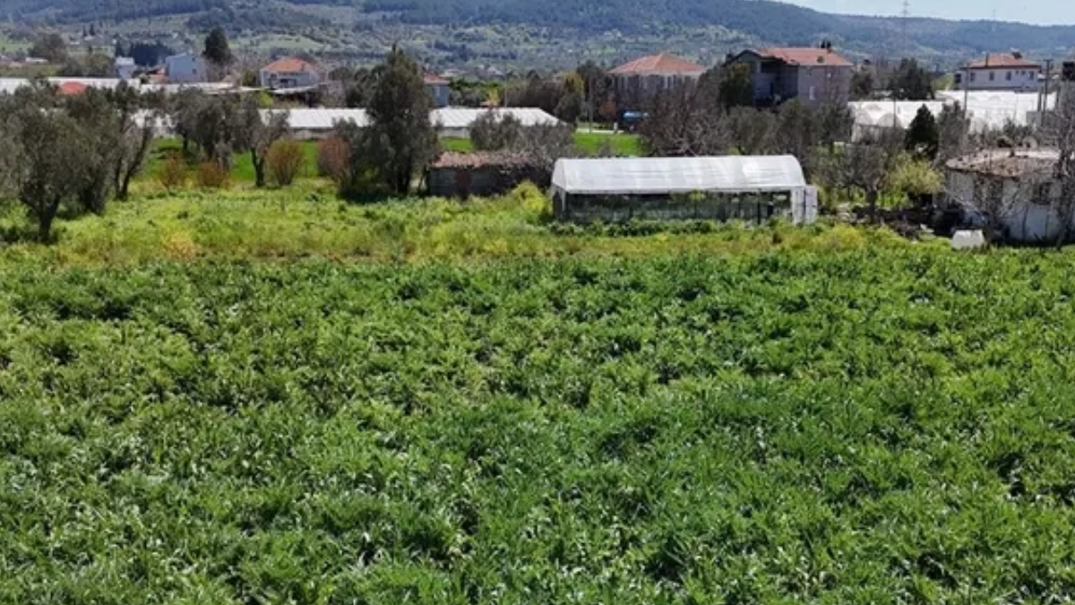 İzmir'in Sakız Enginarı NATO Zirvesi'nde Dünya Liderlerine Sunuldu