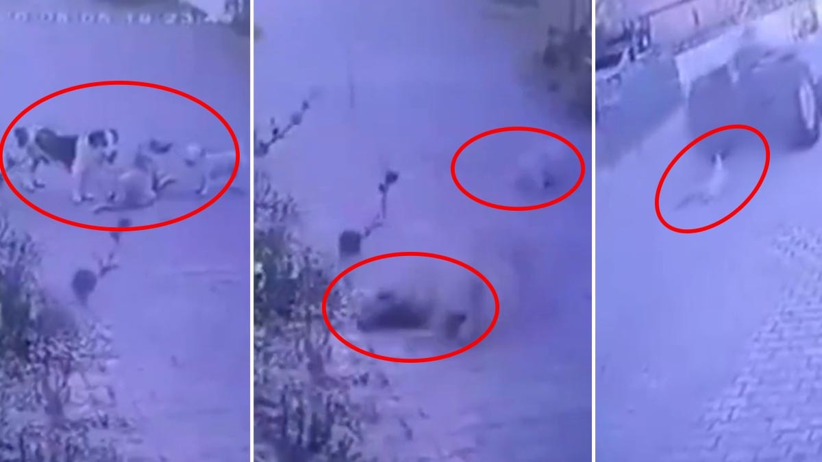 İzmir'de Sokak Köpeklerine Av Tüfekli Saldırı: 2 Köpek Öldü