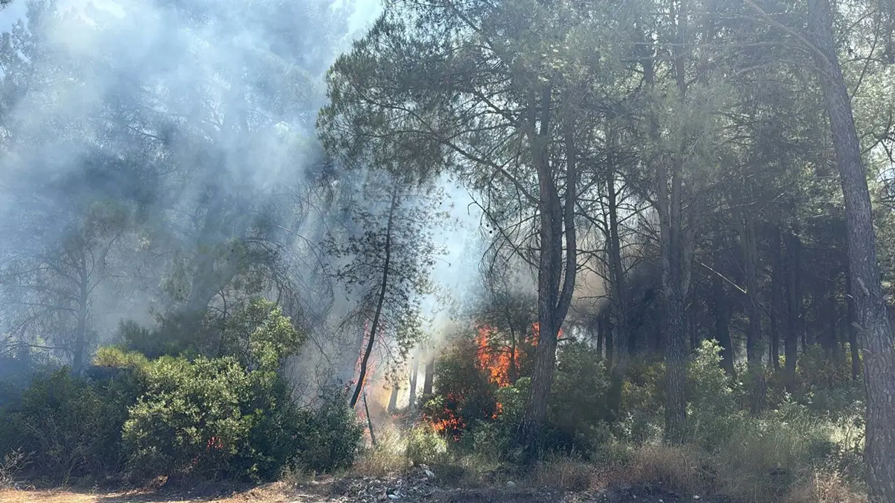 İzmir'deki 2 orman yangınında 2 gözaltı: Kıvılcım otları tutuşturdu