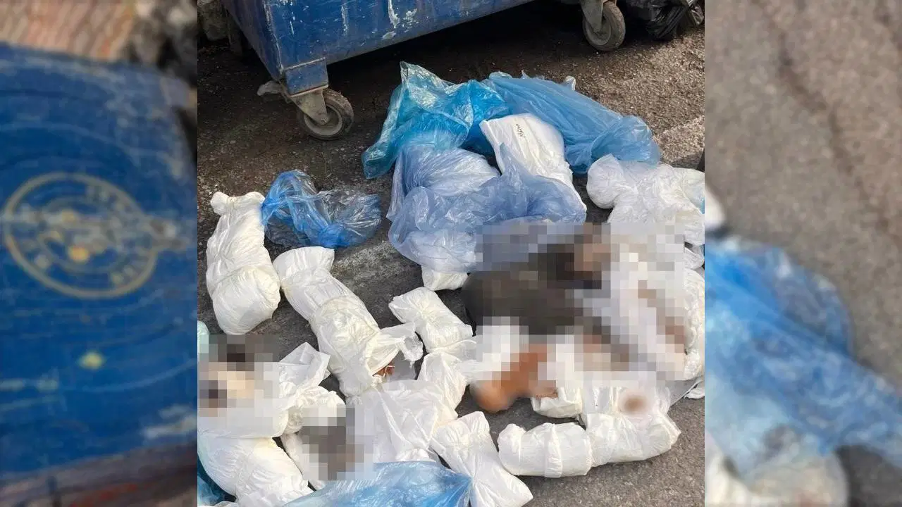 İzmir'de 33 kedi ölü bulunmuştu: Veteriner hakkında tutuklama