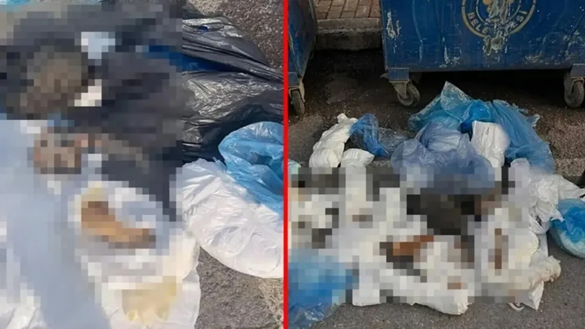 İzmir'de 33 kediyi öldüren veterinerin yargı sürecinde yeni gelişme