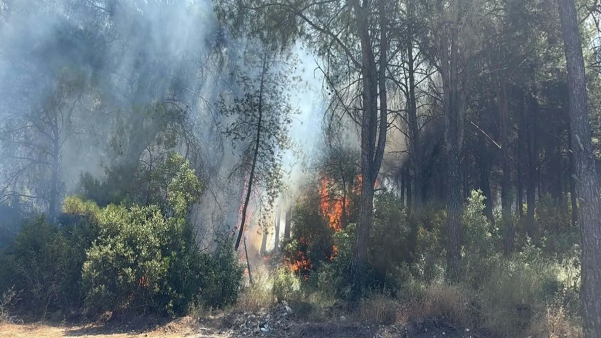 İzmir'de orman yangınına neden olan arazi sahibi tutuklandı