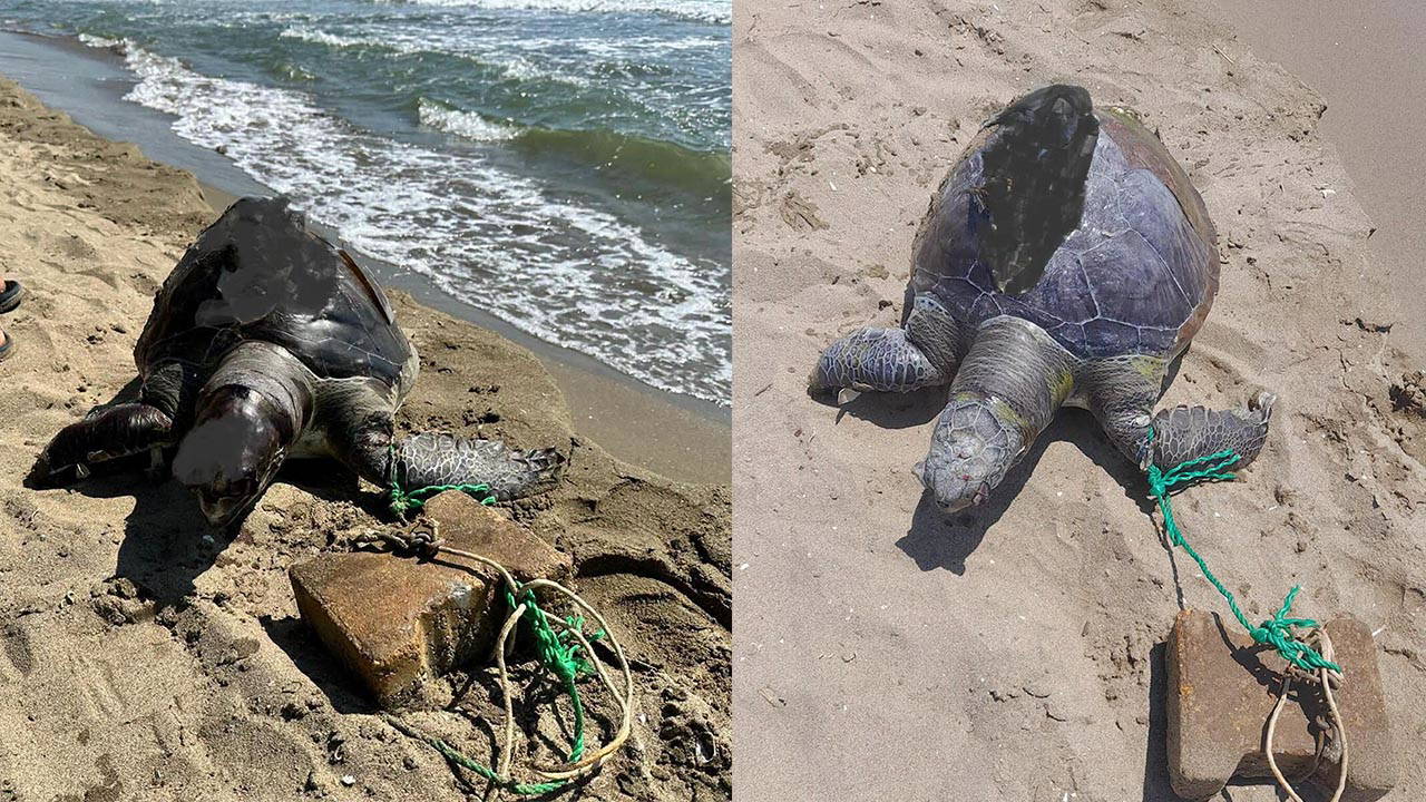 İzmir'de yüzgecine parke taşı bağlanmış ölü deniz kaplumbağası kıyıya vurdu
