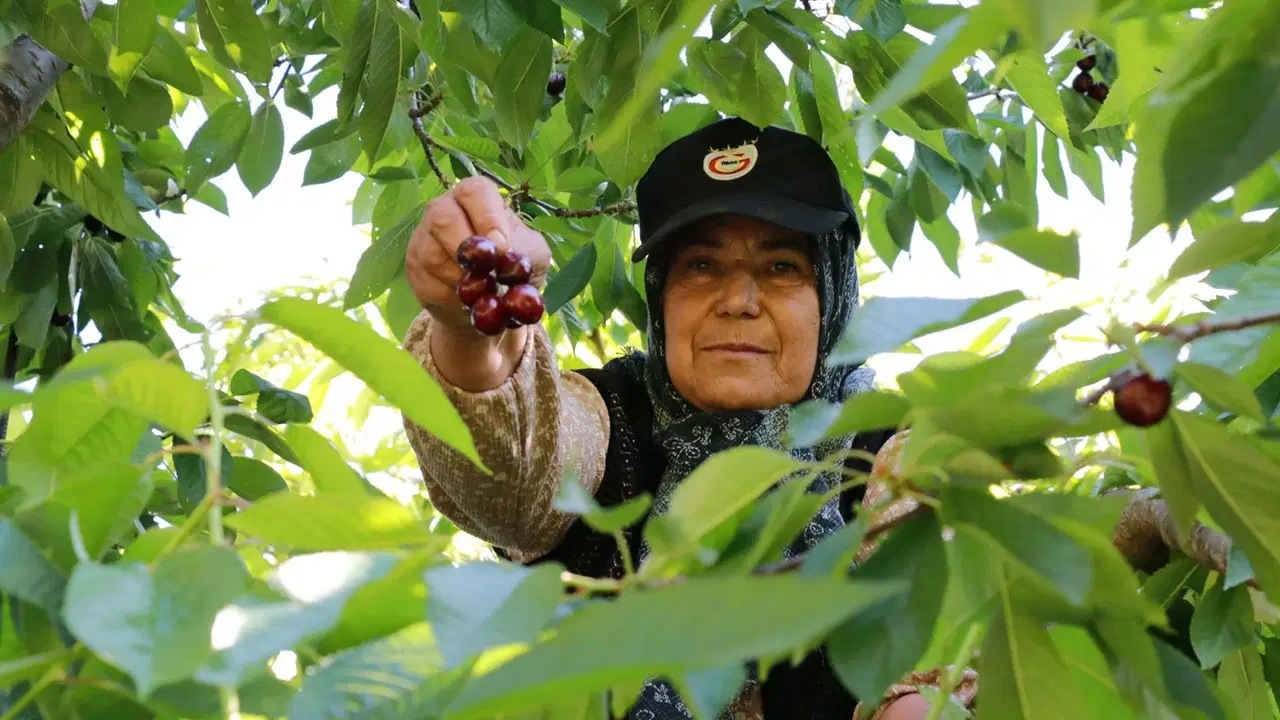 İznik'te karabodur kirazı hasadı başladı: Kilosu 130 TL