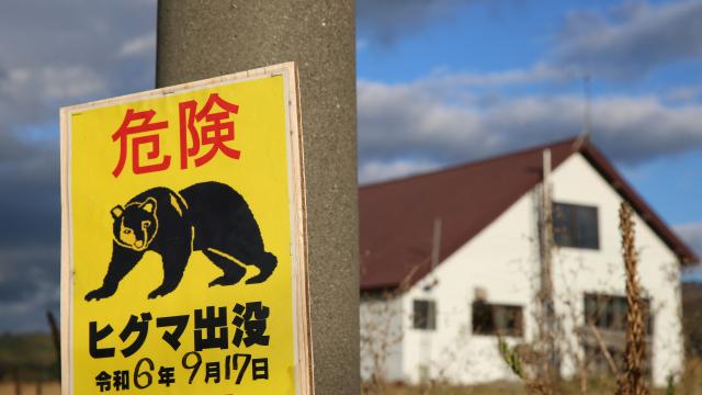 Japonya'da Rekor Ayı Saldırıları Sonrası 14 Bin Ayı İtlaf Edildi